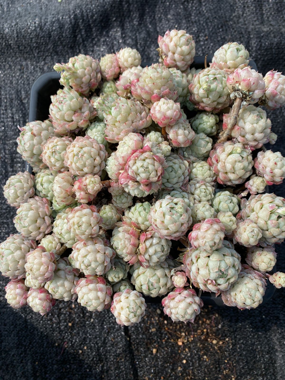 多肉植物 ラノリン球 抜き苗 多肉植物 Obesa 通販 18729889