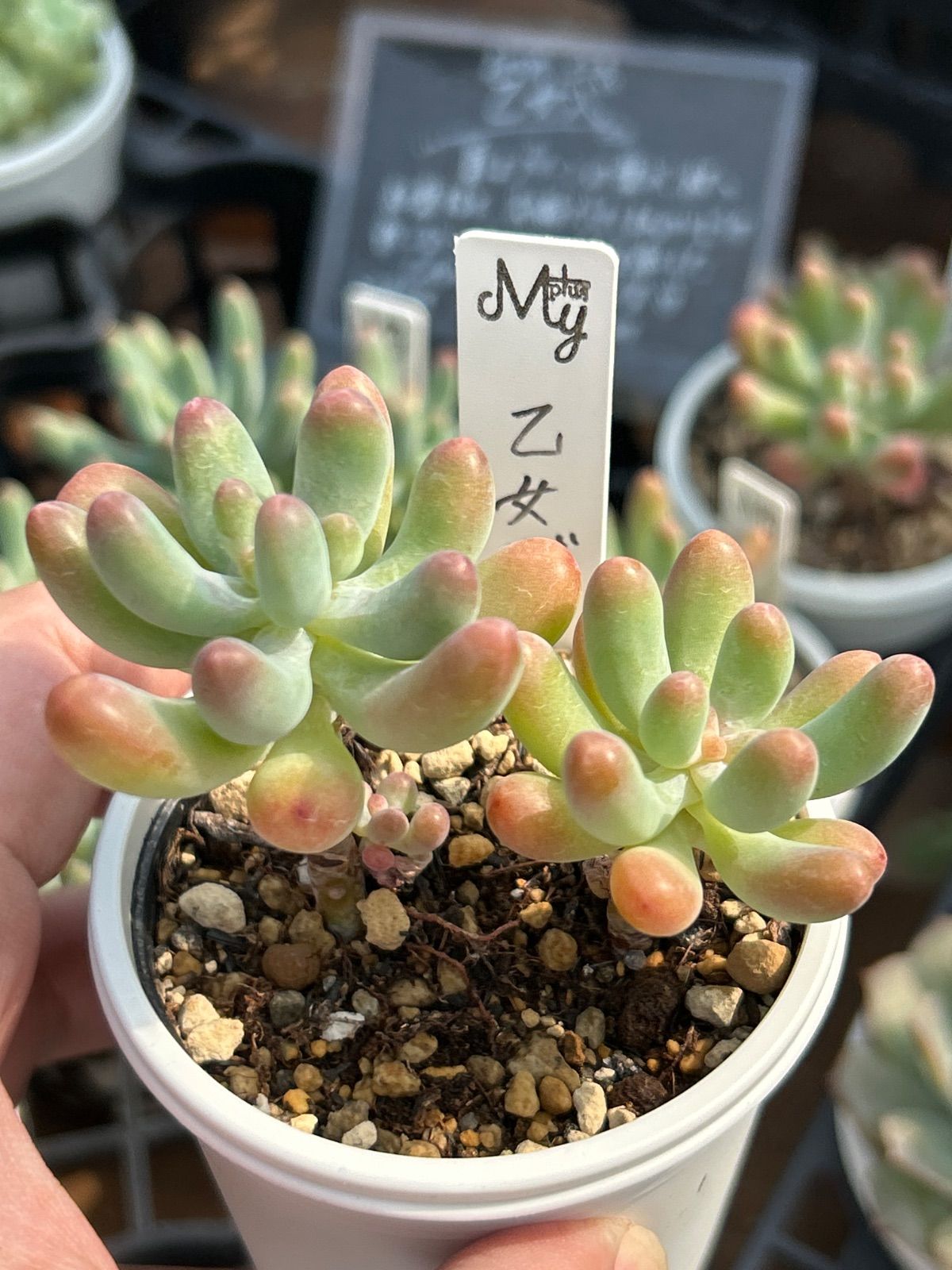 乙女心 多肉植物 セダム カット苗 - メルカリ