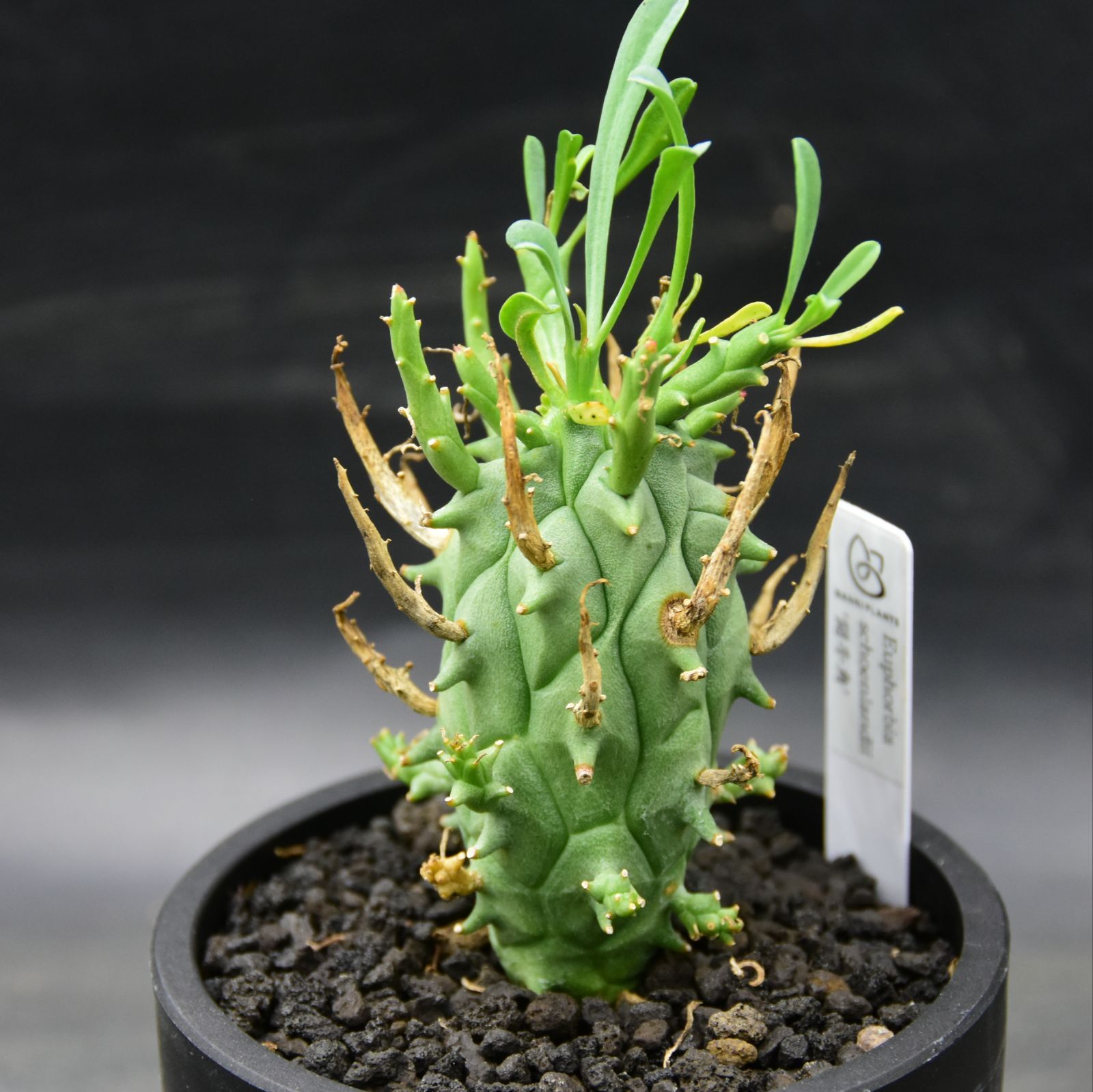 (本日限定)闘牛角 E.闘牛角 19 – TaiShoDo ONLINE SHOP