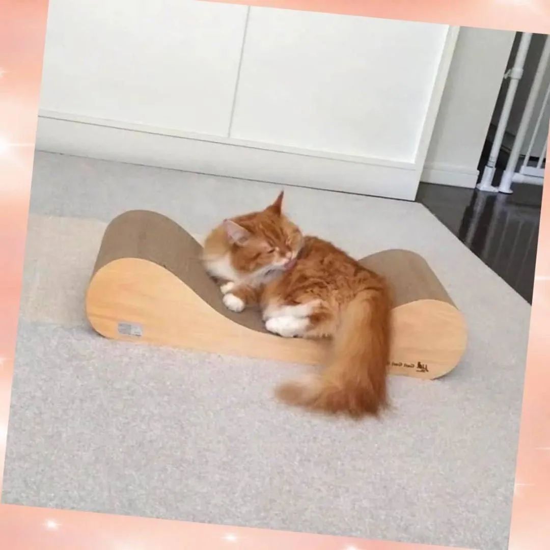 愛猫ちゃんの爪研ぎとしてのみならず寛げるソファーやベッドとしても大活躍♪