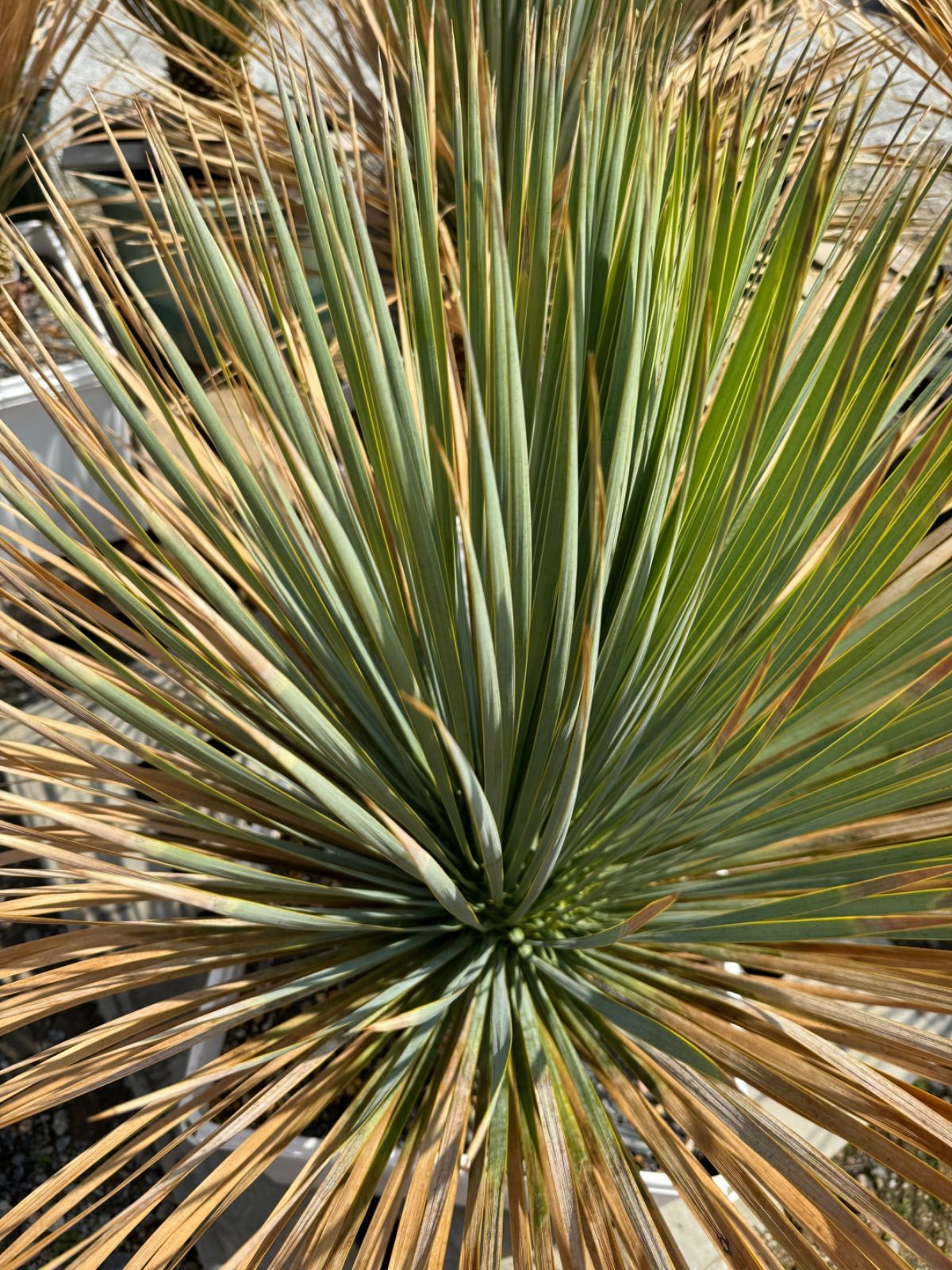 ユッカ ロストラータ No.37 - メルカリ