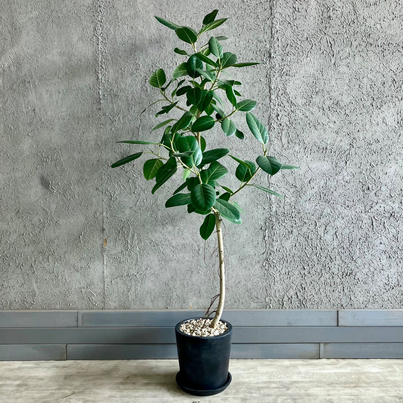 ［現品］80番　フィカス　アルテシマ　曲がり　10号　尺鉢　観葉植物　室内　大型 現品］80番 フィカス アルテシマ 曲がり 10号 尺鉢 観葉植物 室内 大型