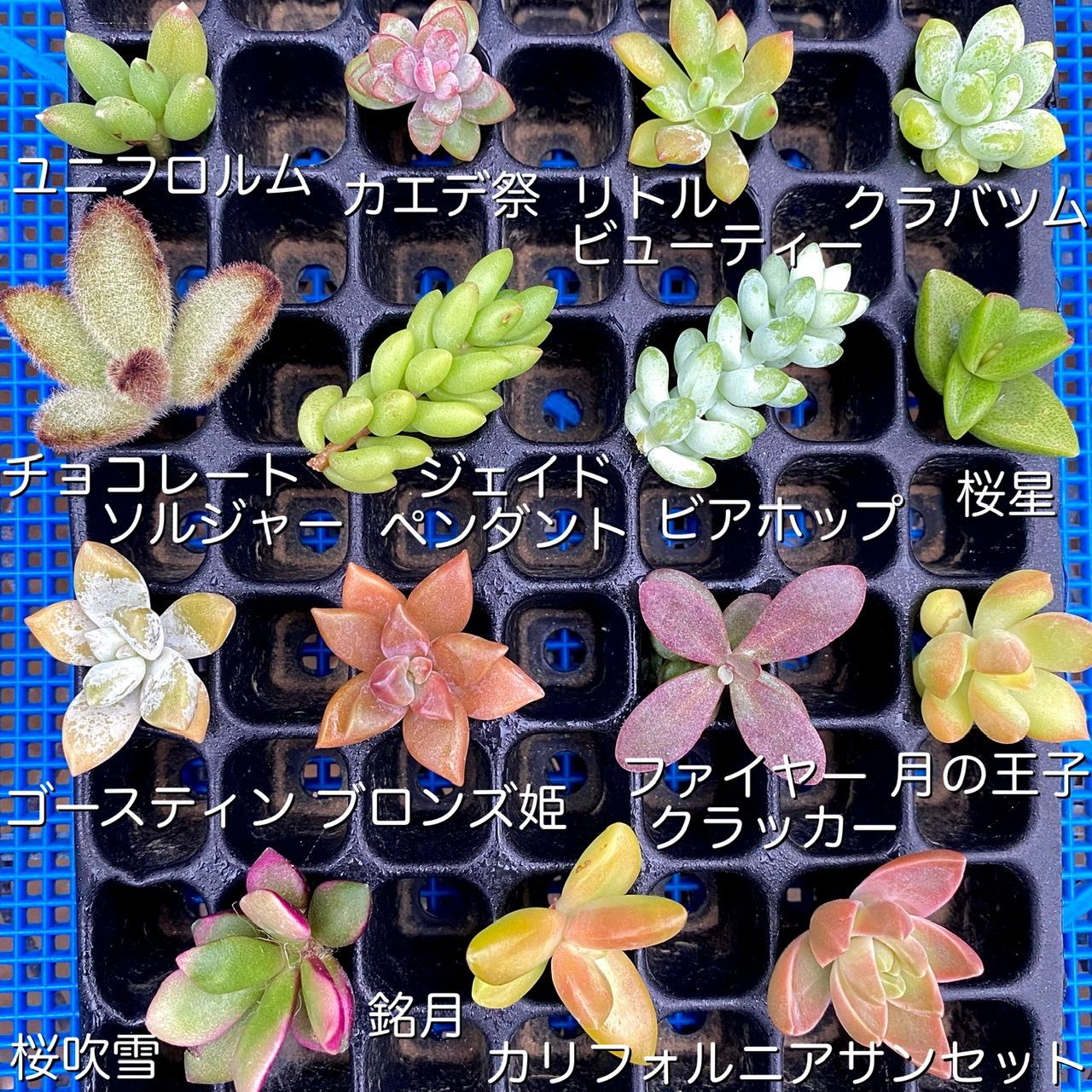 メルカリ便発送‼︎　レイオブライト　変わり斑 4株カット苗 多肉植物3品種セット「アドロミスクス・ヘレイ&クラッスラ・パープル