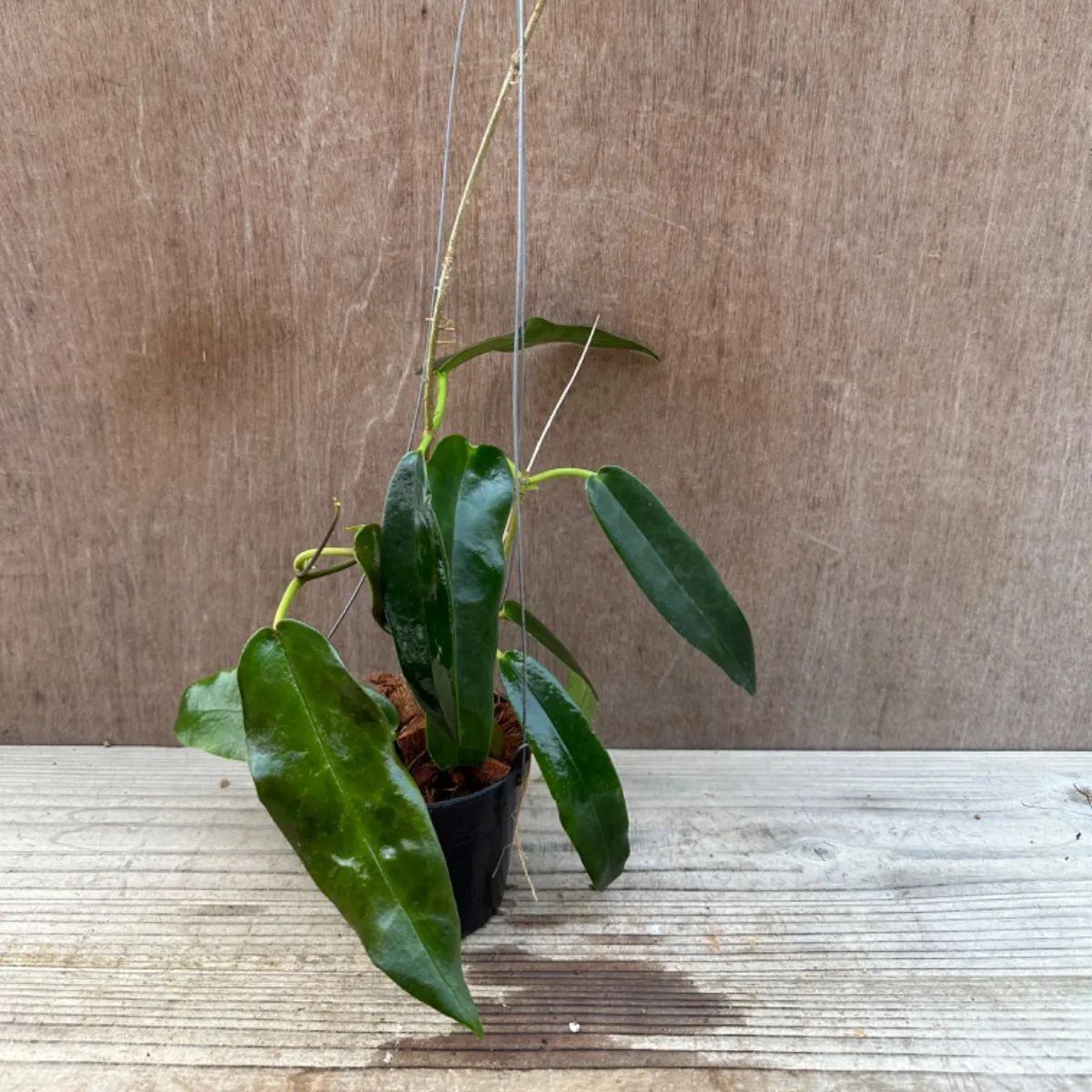 レア　珍種ホヤ　Hoya Uniflora サクララン② ホヤ アルクボルディアナ② Hoya archboldiana サクララン 桜蘭 現品