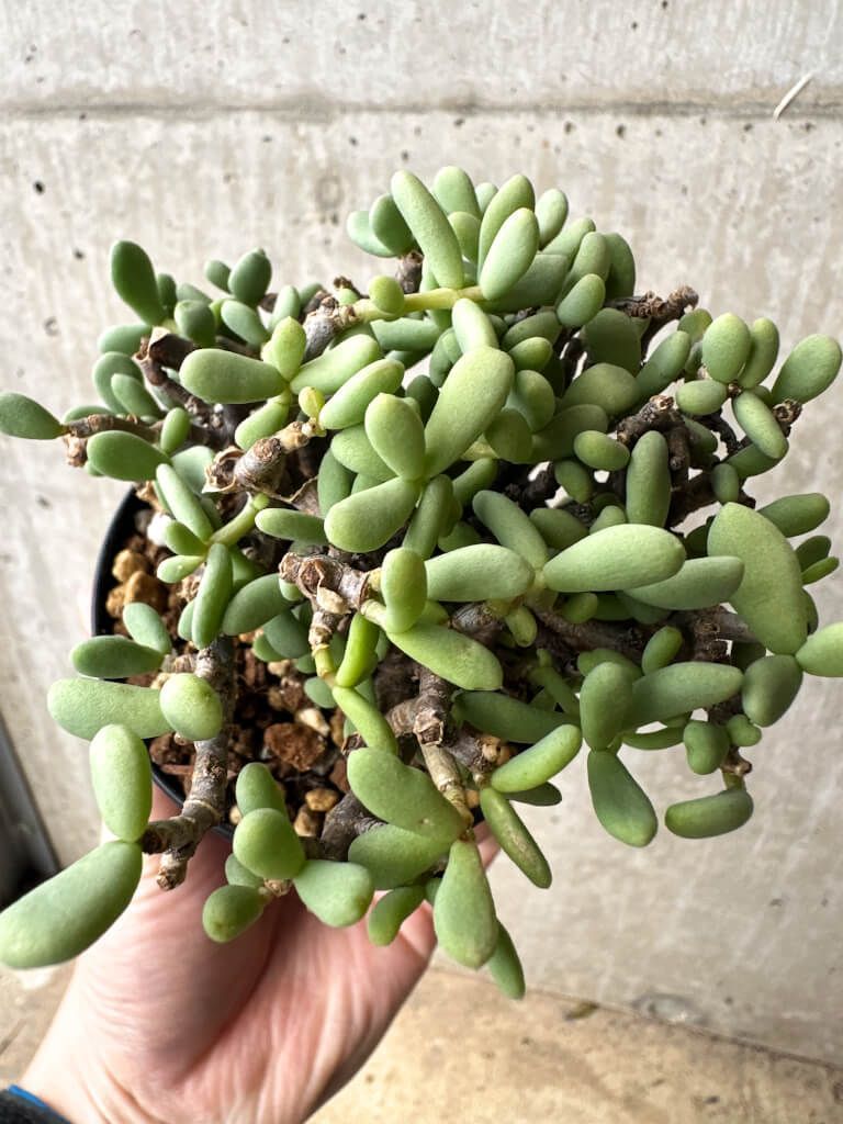 ケラリア ピグマエア レトロフラクタル : ケラリア