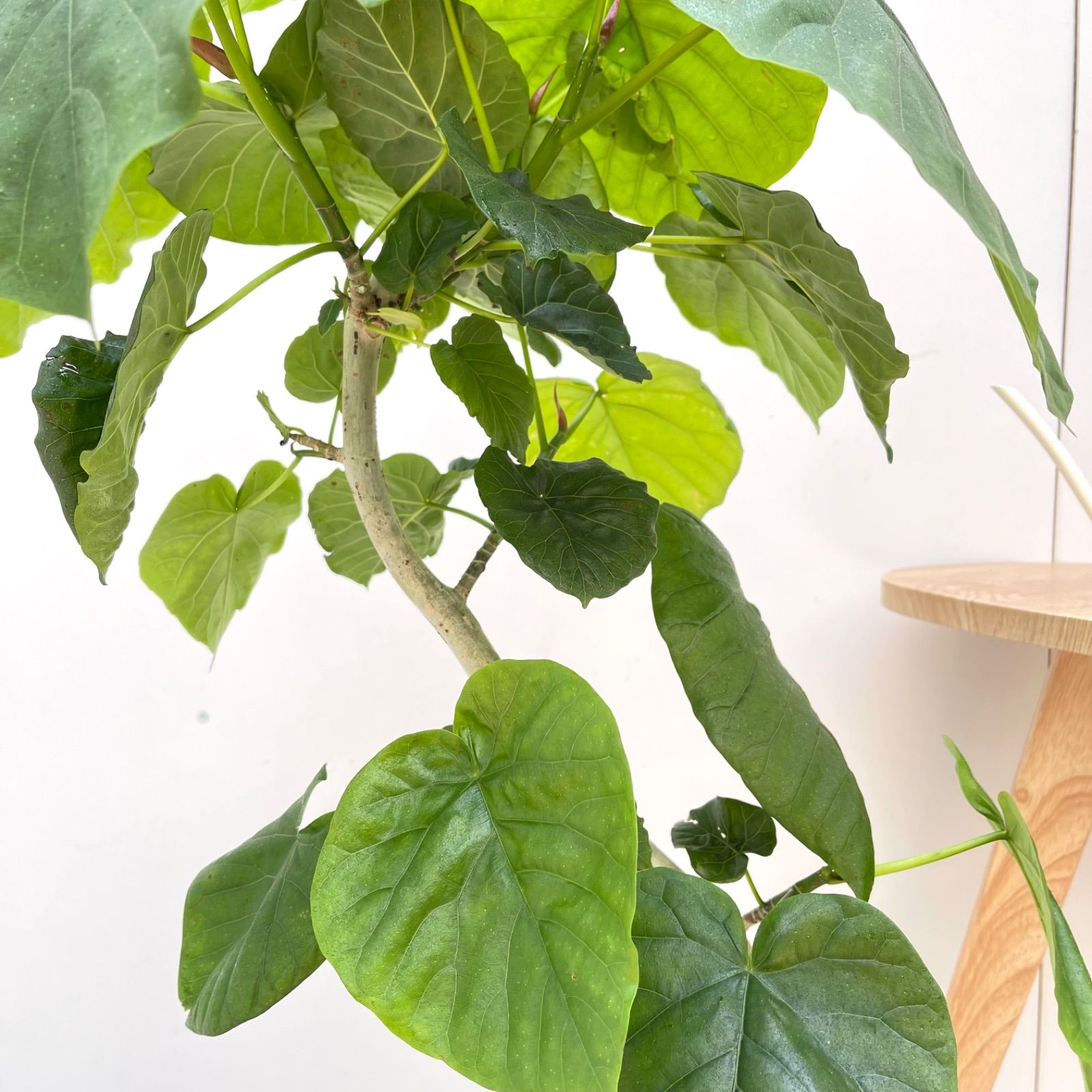 現品］法人価格 7番 フィカス ウンベラータ 曲がり 8号 室内 大型