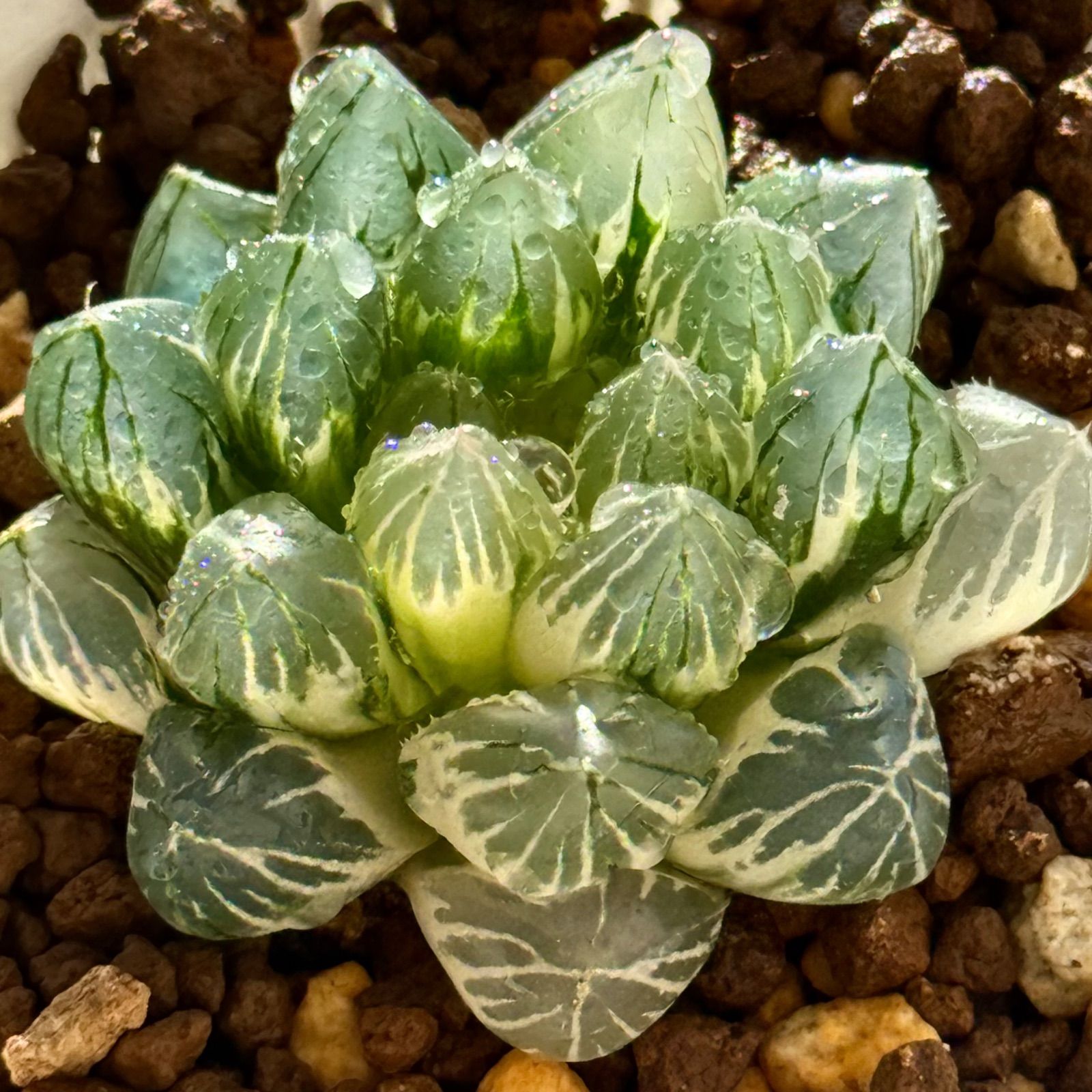 PP＊様専用 1箱5枚 車・バイク・自転車 ウルトラPP様専用