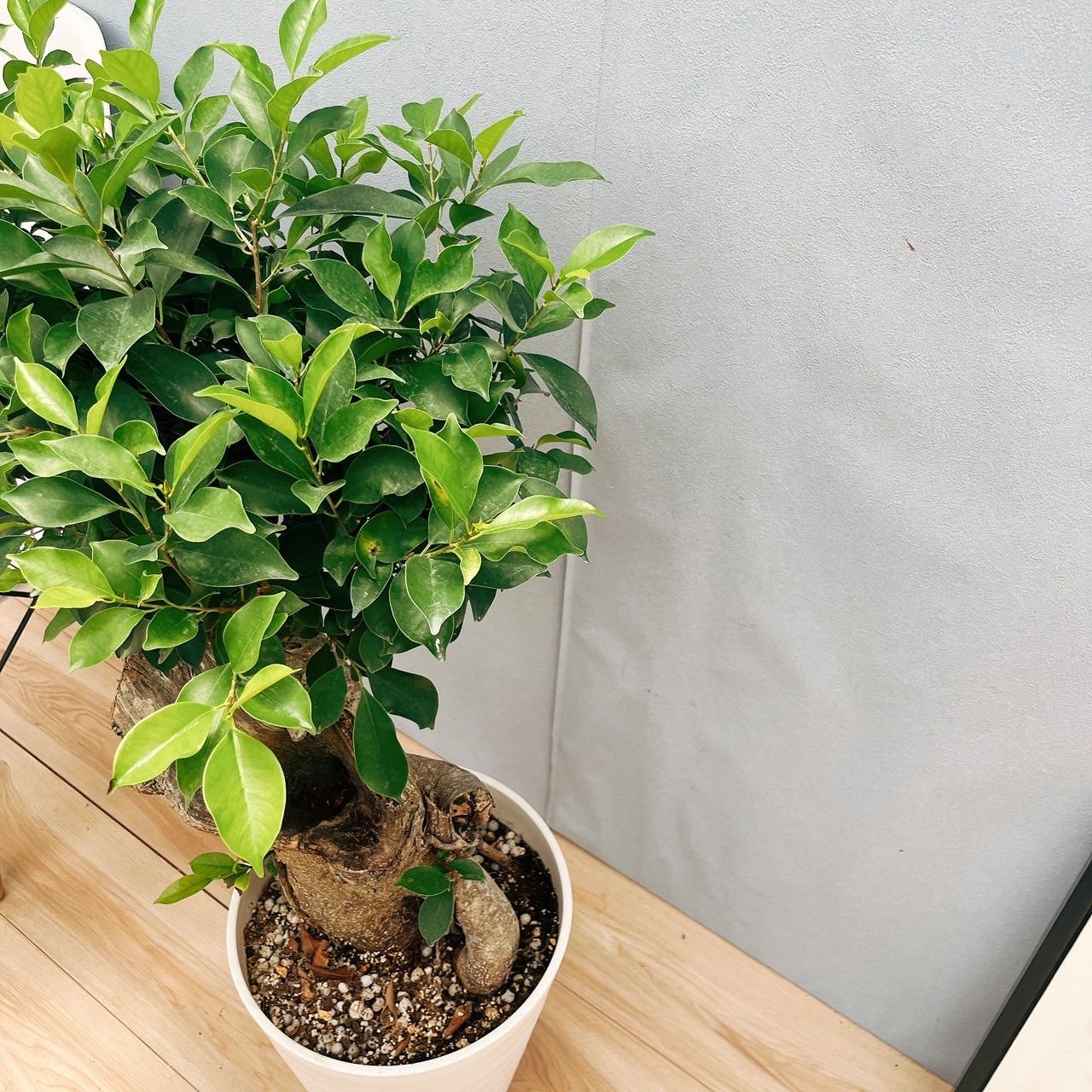 現品］【希少】9番 コパンダガジュマル 7号 観葉植物 室内 レア ゴムの