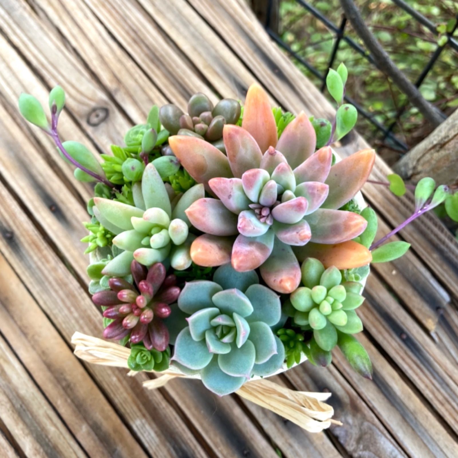 素焼き鉢リメイク 多肉植物寄せ植え - メルカリ