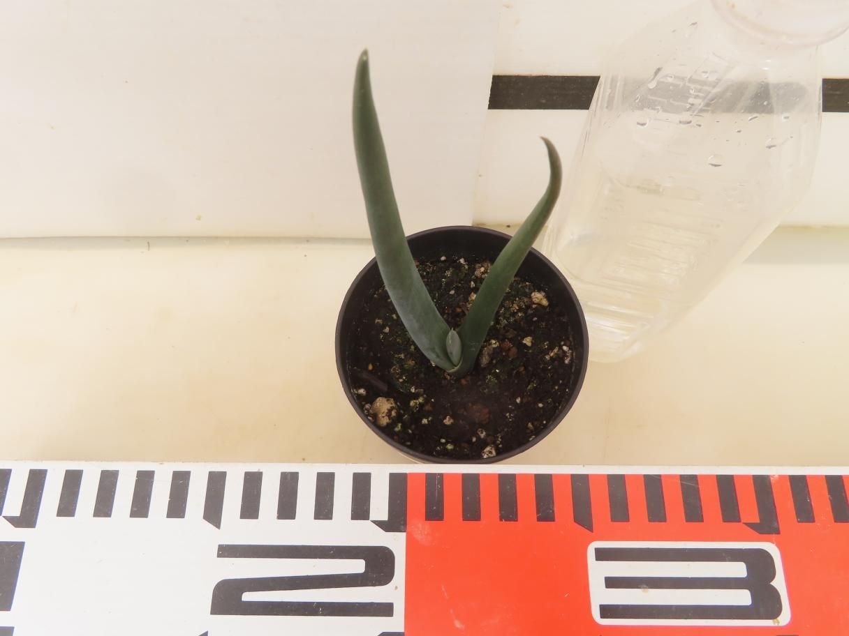 9395 「実生株】アロエ スザンナエ【種から発芽！・成長順調厳選株・Aloe・多肉植物】 - メルカリ