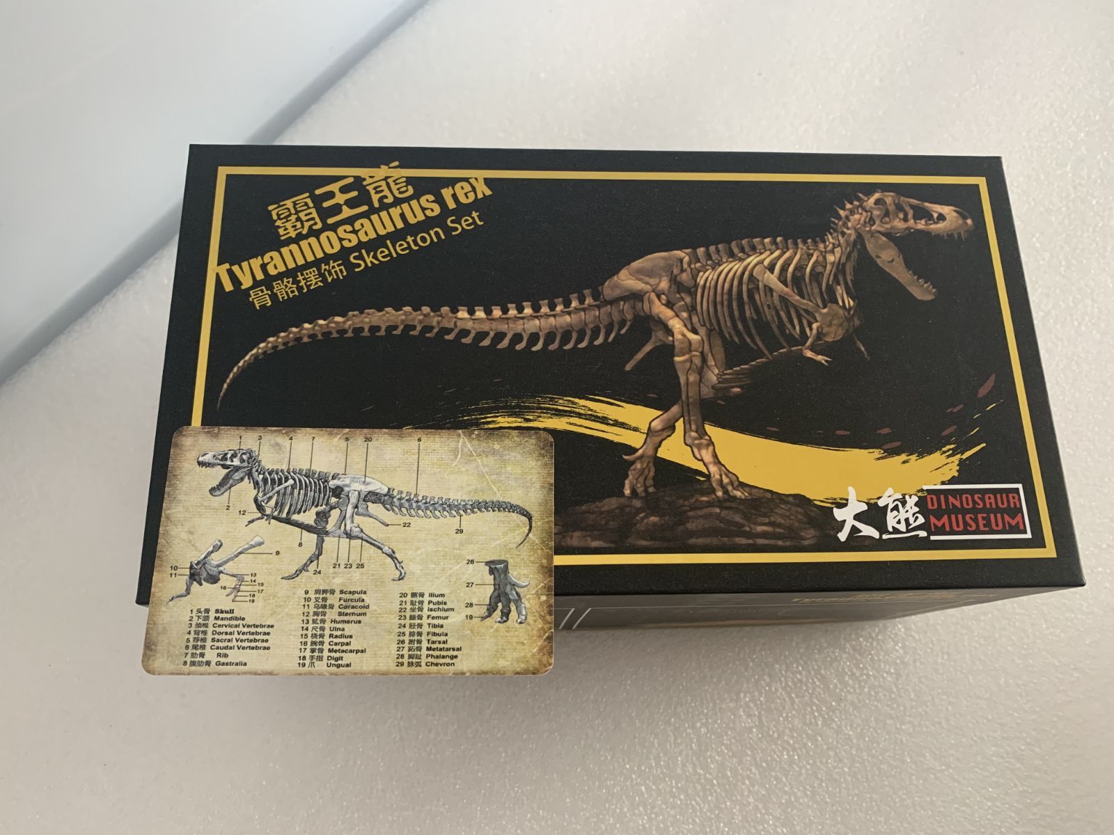 1/72 ティラノサウルス Tレックス T-REX 恐竜 骨格 フィギュア