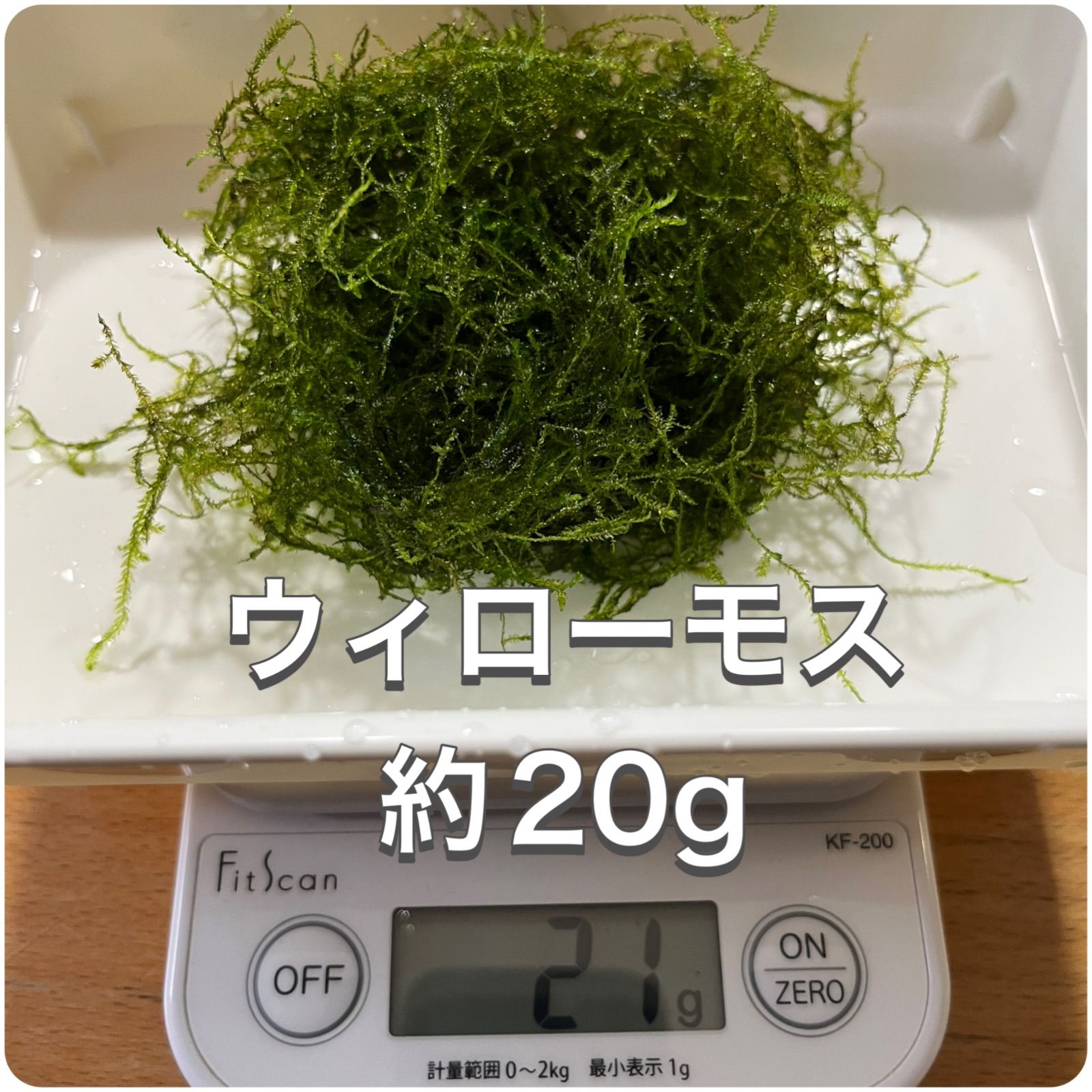 無農薬ウィローモス 20g - 水草