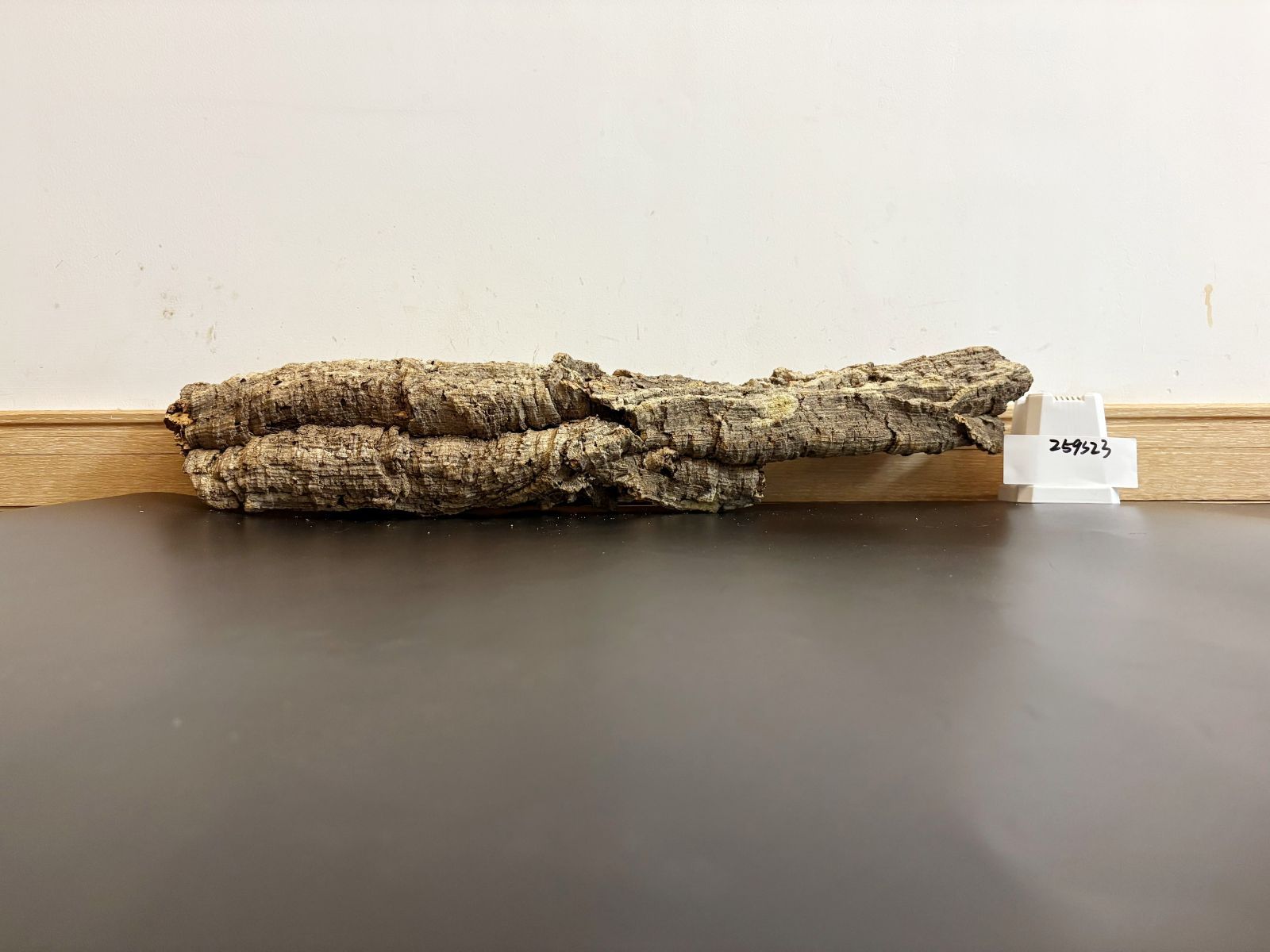 着生ラン 両生類