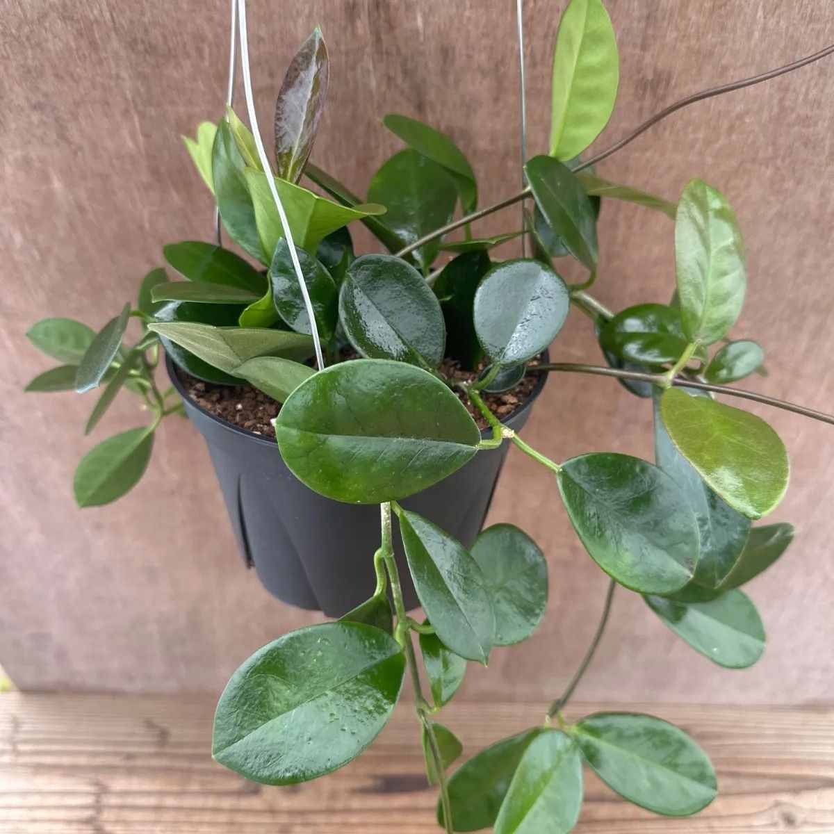 ホヤ オーストラリス 現品 Hoya australis lisa サクララン 桜蘭