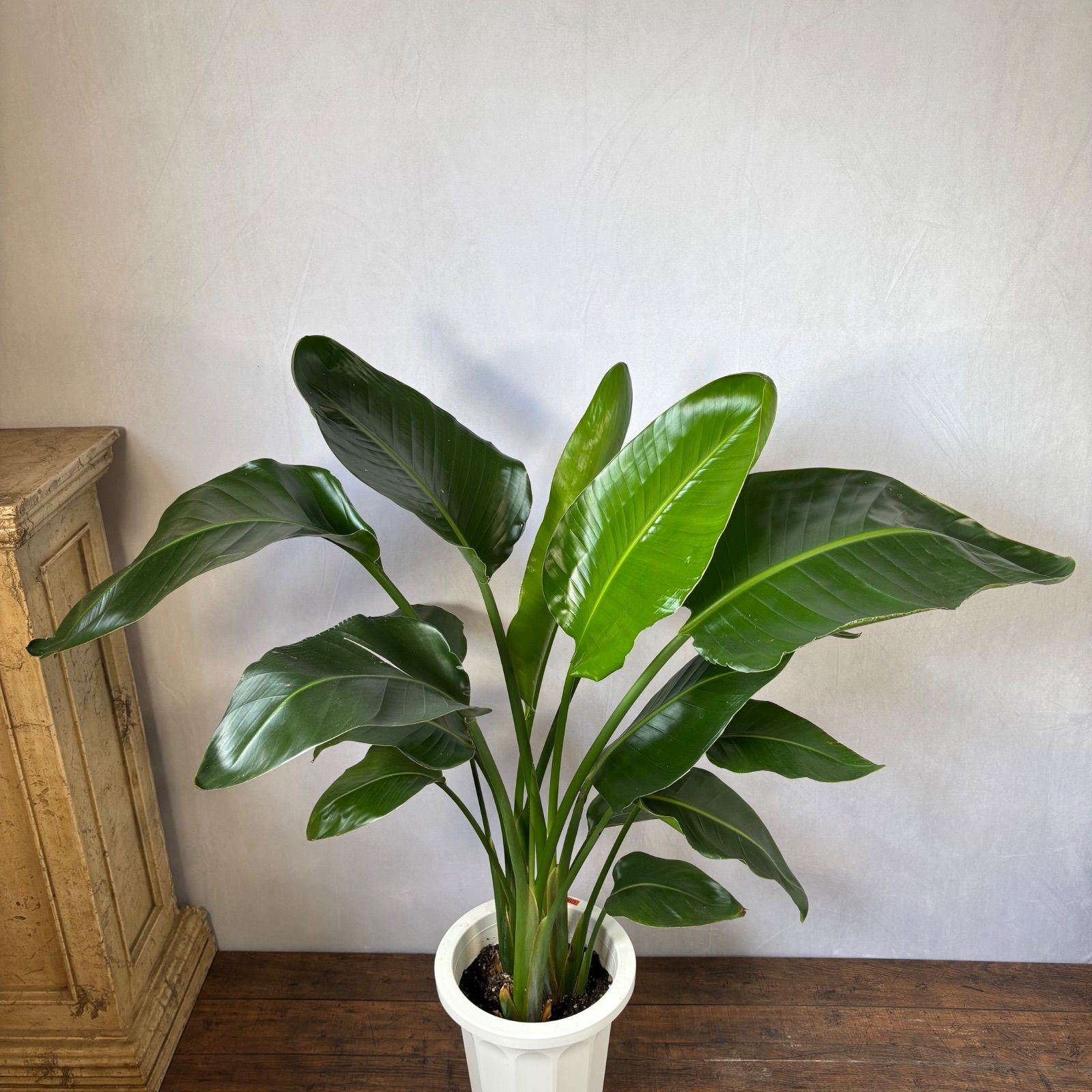 ストレリチア オーガスタ 大株 180cm 3株セット 新芽あり 極楽鳥花 大型 ストレリチア オーガスタ 大株 180cm 3株セット 新芽あり 極楽鳥花