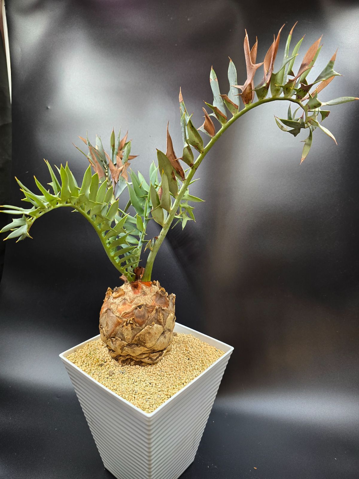 エンセファラルトス ホリダス ドワーフ 種子１粒 horridus エンセファラルトス ホリダス ドワーフ 種子 1粒 horridus