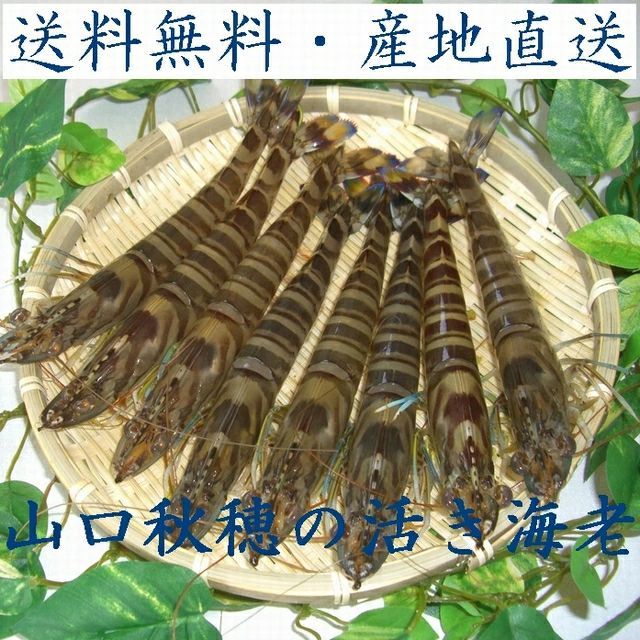 産地直送 山口秋穂の活き車海老 １０００ｇ 車エビ 車海老 くるまえび