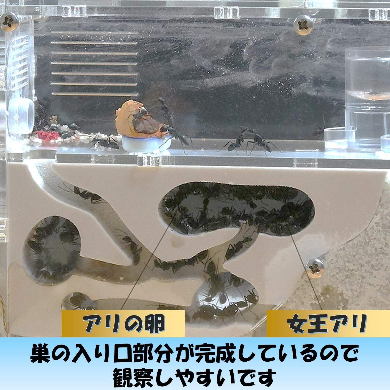 人気商品】水槽 砂 飼育セット 観察 飼育ケース アリの巣 自由研究 キット アリ 女王アリ EXDUCT 飼育 - メルカリ