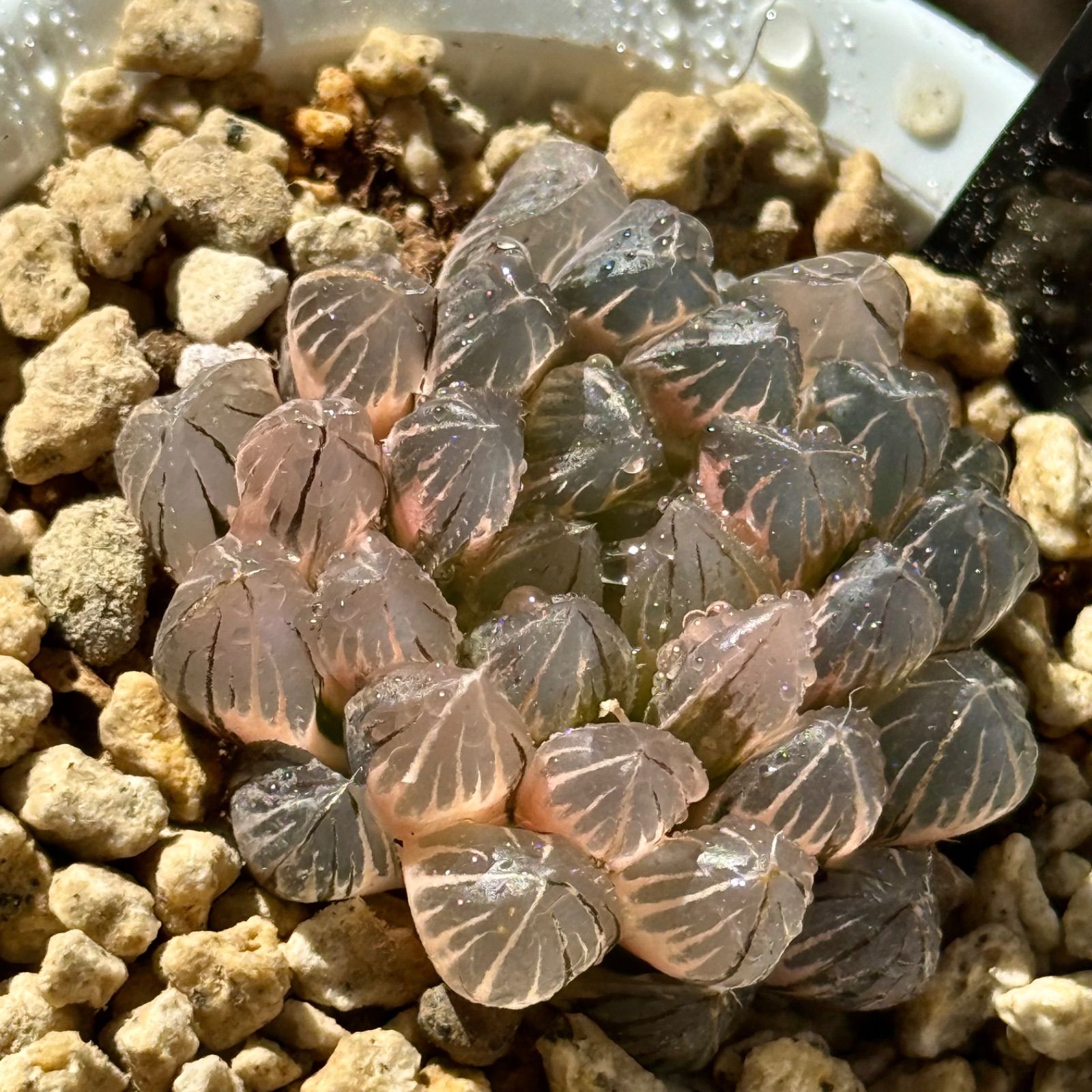 アガベ ローガンカルホーン サルミアナフェロックス ベルビル 直接