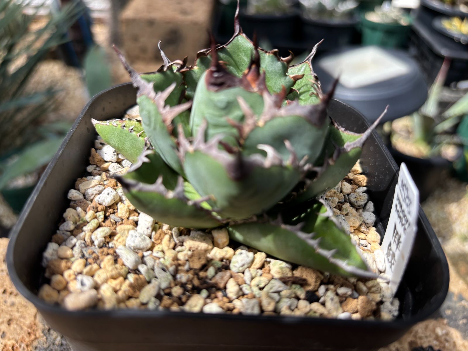 セール 《Dragon Agave産》アガベ チタノタ '胖鯨'｜台湾アガベ、株1点