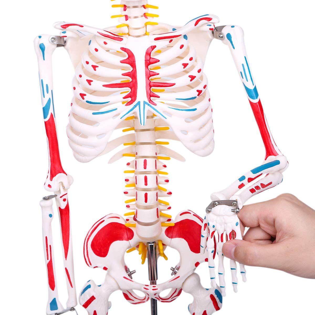  理学療法士監修 人体骨格模型 高精度1 2人体モデル 筋肉起始 停止色表示型 85ＣＭ スタンド付き 教材 医学 その他 衛生医療用品 救急用品