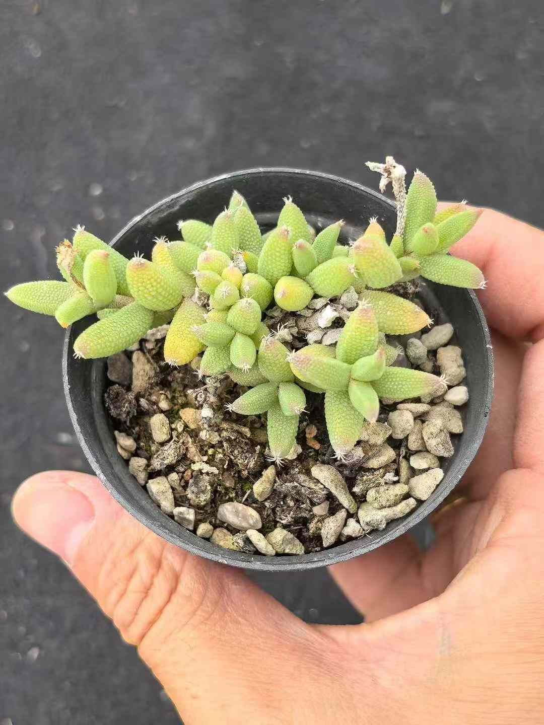 32鉢の土鉢付きセット トリコディアデマ イントンサム 多肉植物 佐川急便発送 エケベリア 韓国苗 MY732