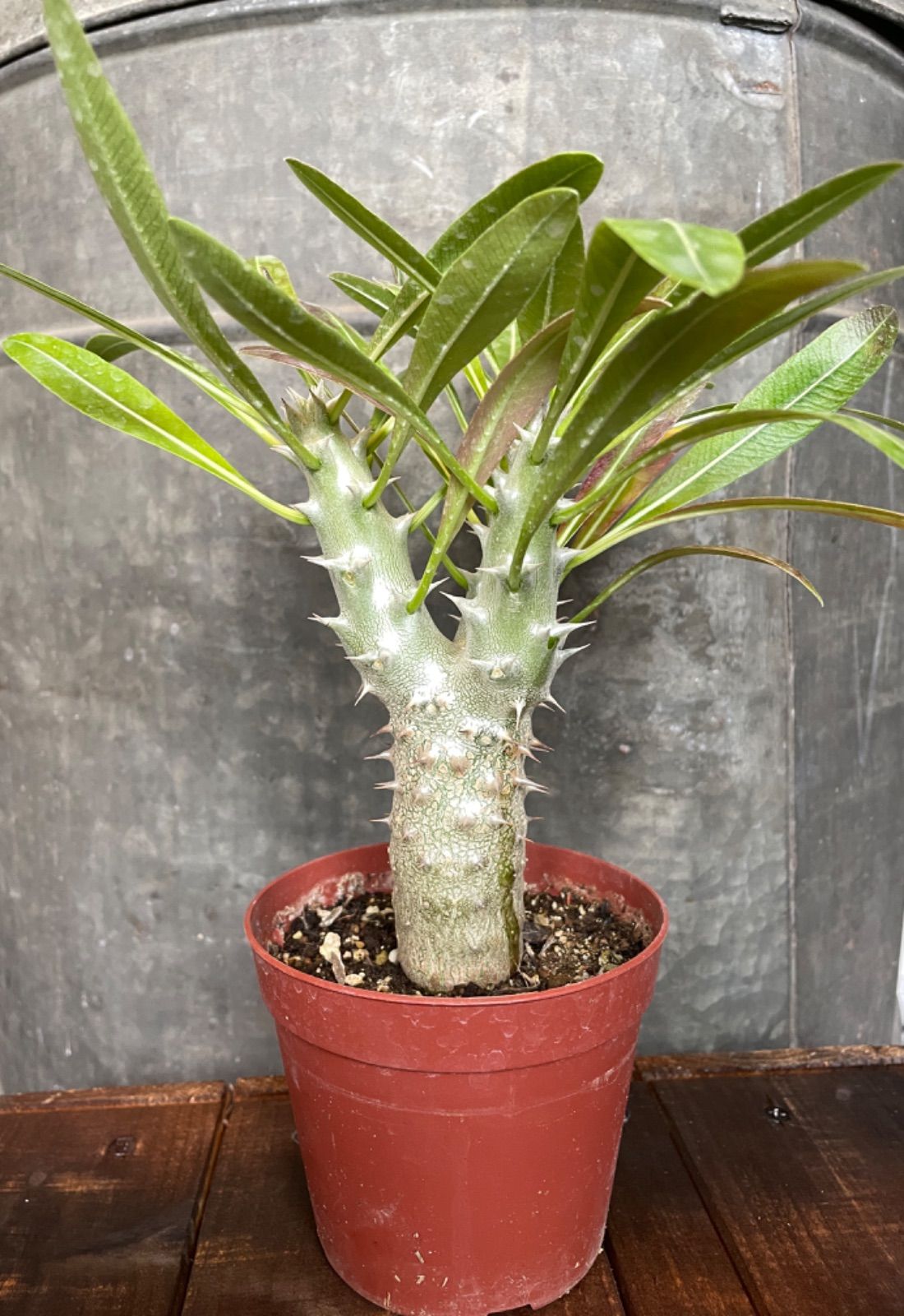 人気の福袋 最新発見 新品 未使用 パキポディウム デンシフローラム Pachypodium Densiflorum 植物 観葉植物 Www Liberisogni Org Www Liberisogni Org
