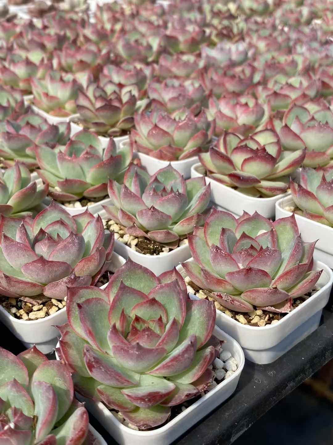 抜き苗 レッドエッジリンユイ MY320×48株 ふっくら 多肉植物 抜き苗 レッドエッジリンユイ MY320×48株 ふっくら 多肉植物