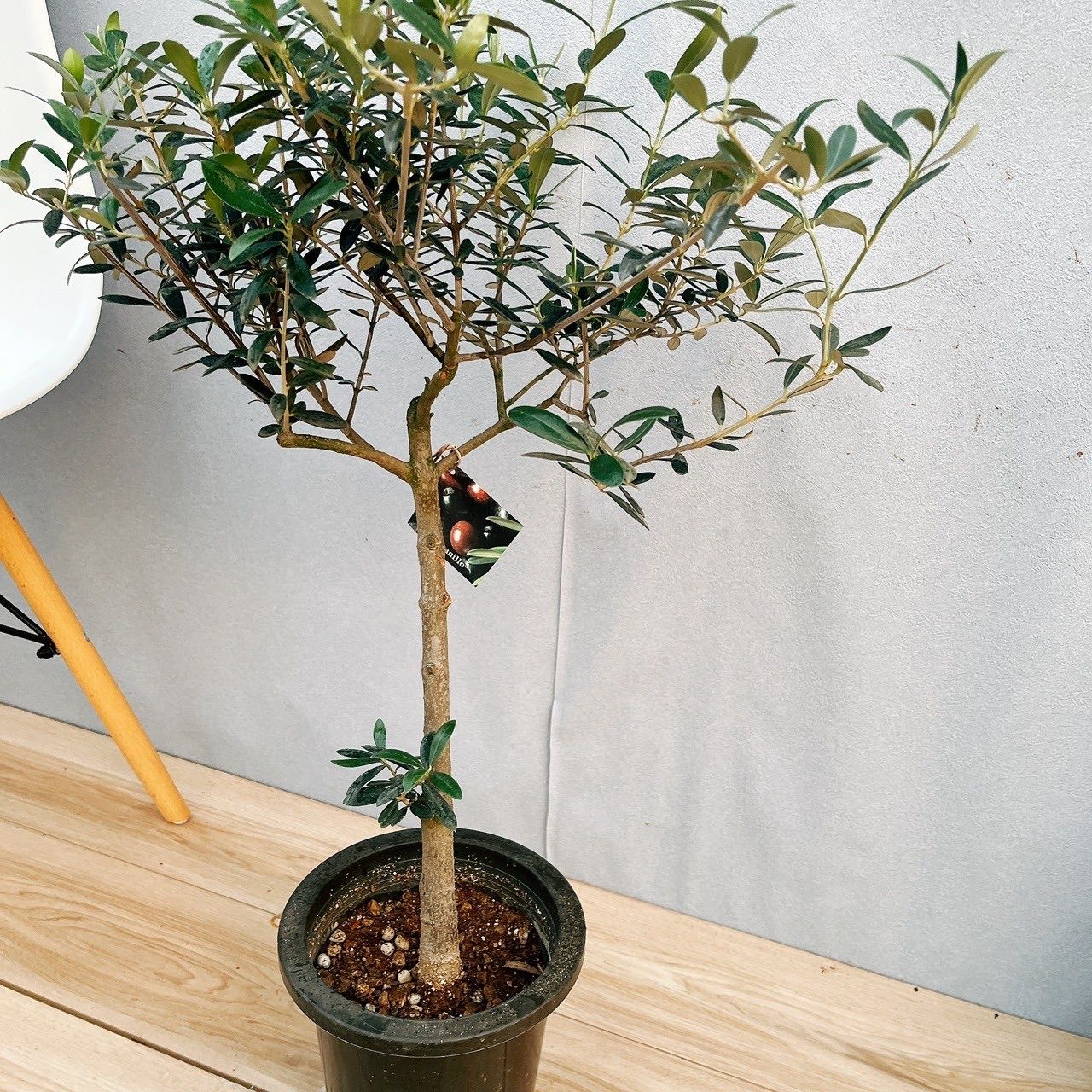 6号 観葉植物