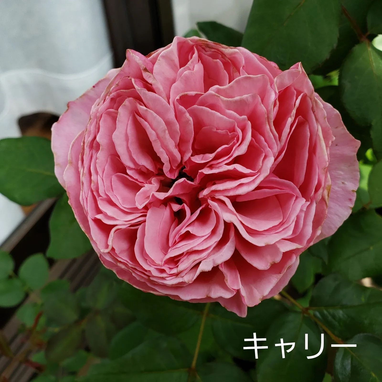 バラ苗 キャリー - メルカリ