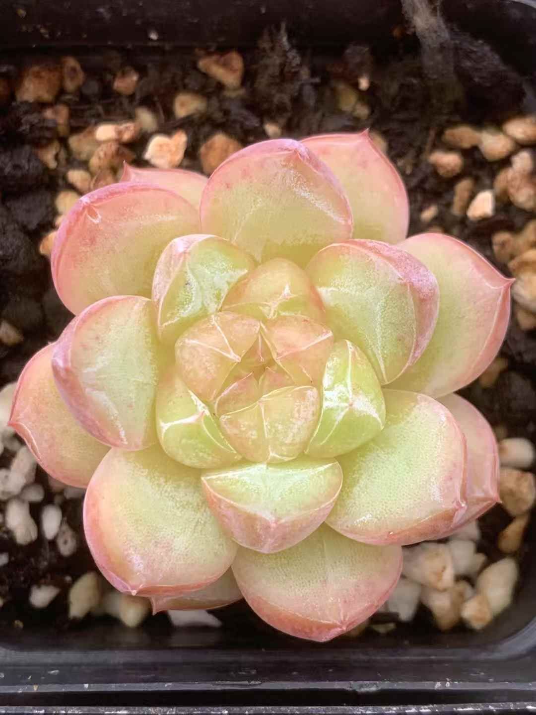 54株の抜き苗セット クリスタルジェニー 多肉植物 佐川急便発送 エケベリア 韓国苗 LX56