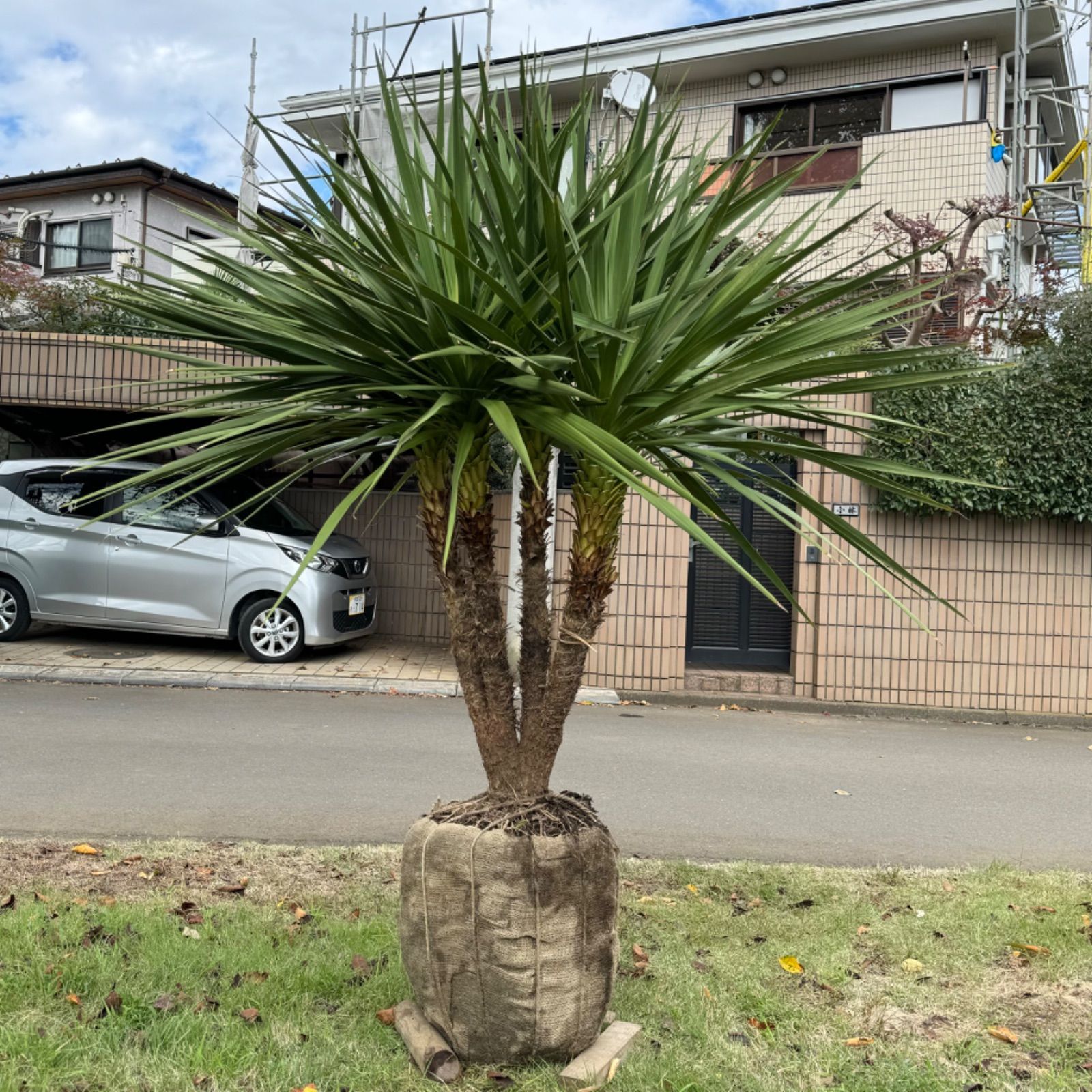 良型 ボンバックス 7号鉢付き tree フラワー・ガーデニング 良型 ボン