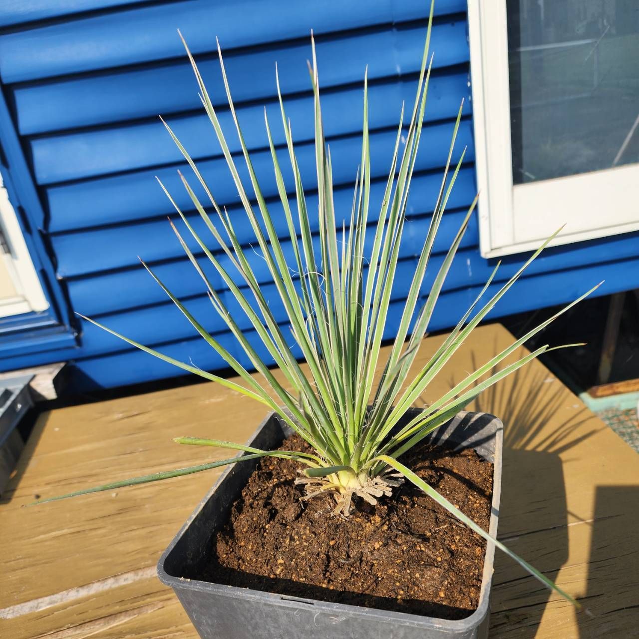 ３頭株ユッカ 観葉植物 全長約90cm　写真の全て鉢ごとメルカリ便発送 3頭株ユッカ 観葉植物 全長約90cm 写真の全て鉢ごとメルカリ便