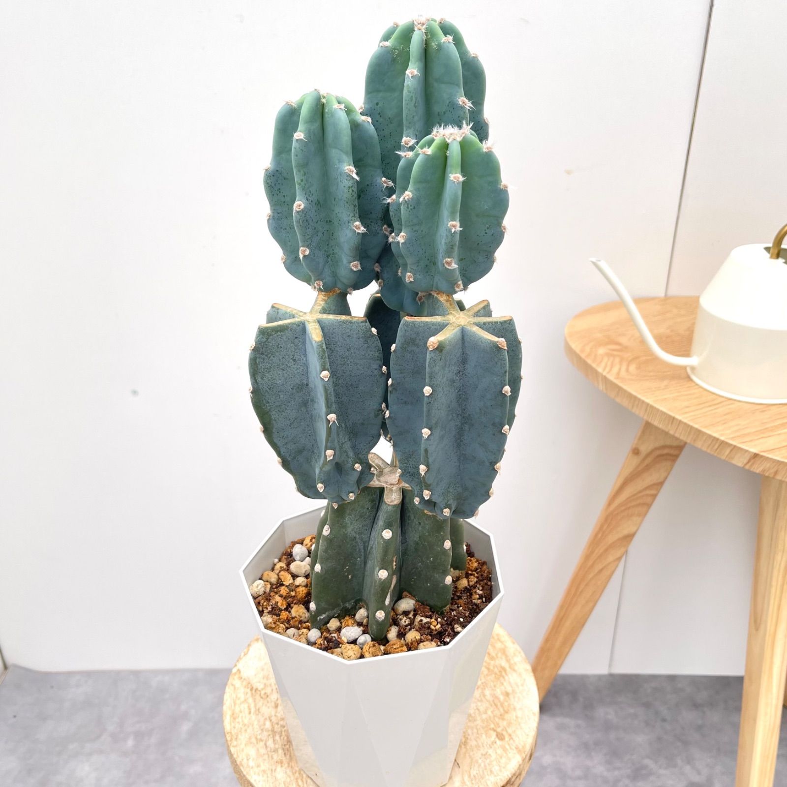 柱サボテン ブランチ 1【現品】観葉植物 室内 ドライガーデン 5号