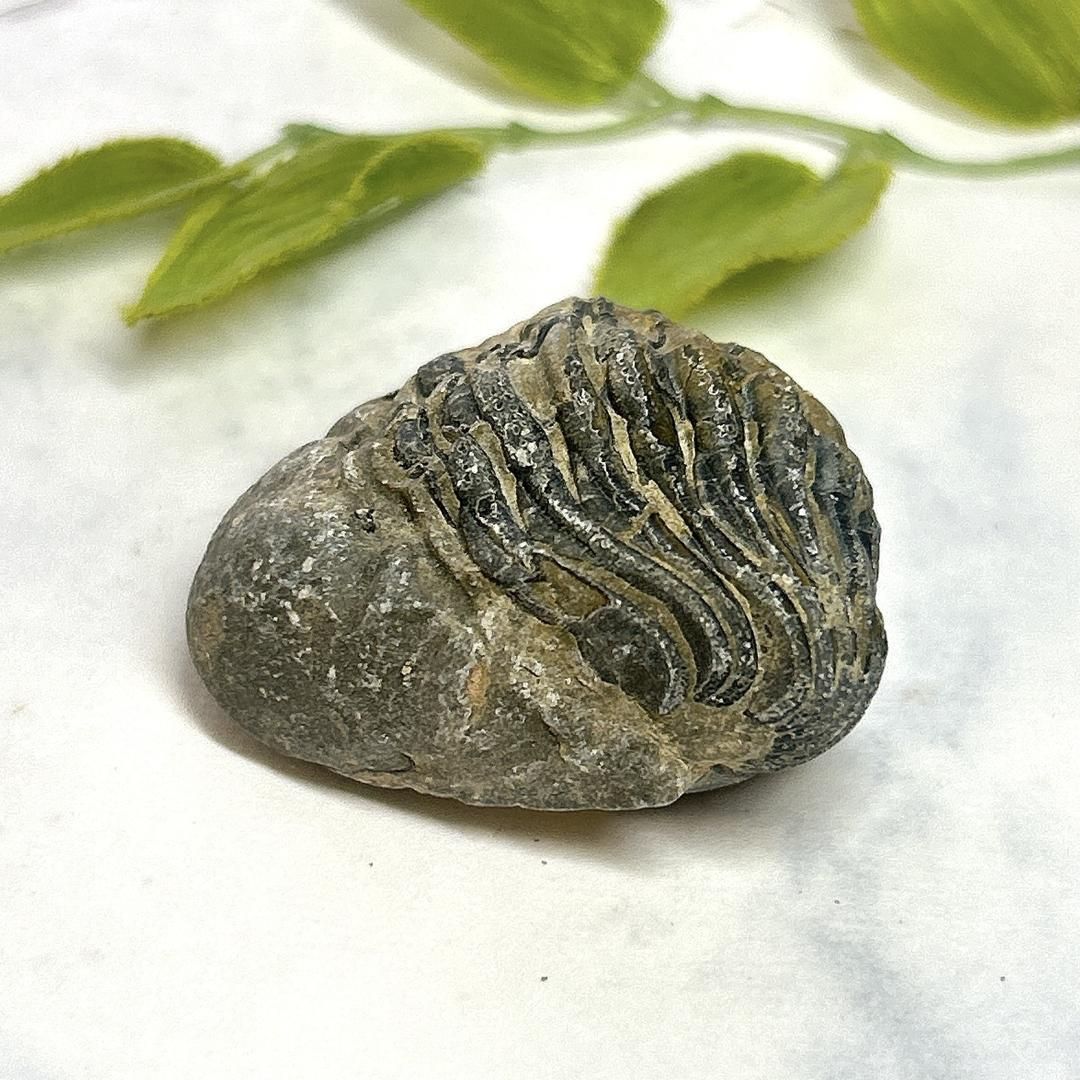 モロッコ産出 三葉虫 odontochi li sp（デボン紀中期）化石標本