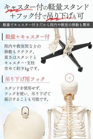 国際規格認証品】等身大 人体模型 約170cm 骨格標本 骸骨模型