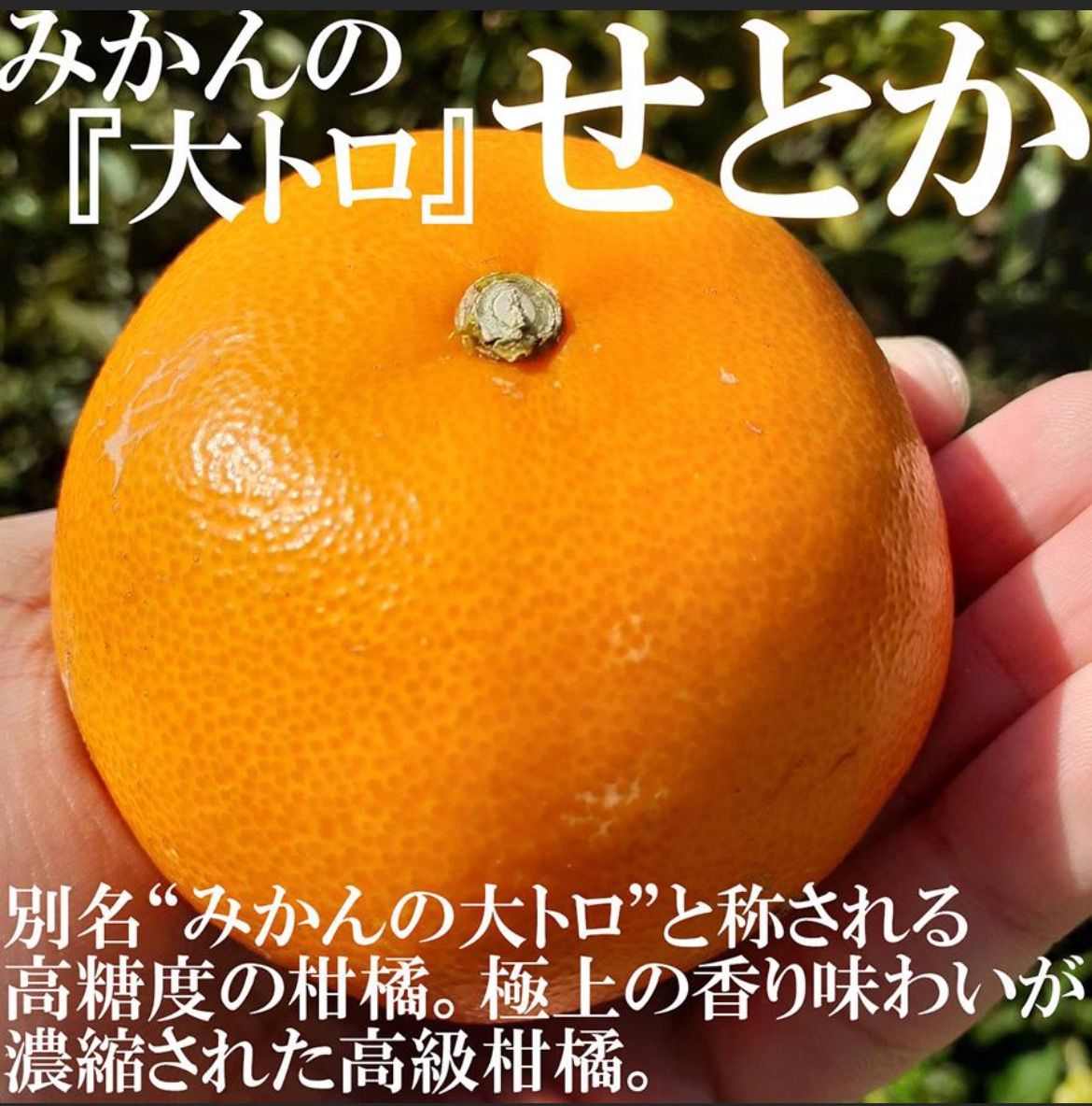 みかんの大トロ ブランド