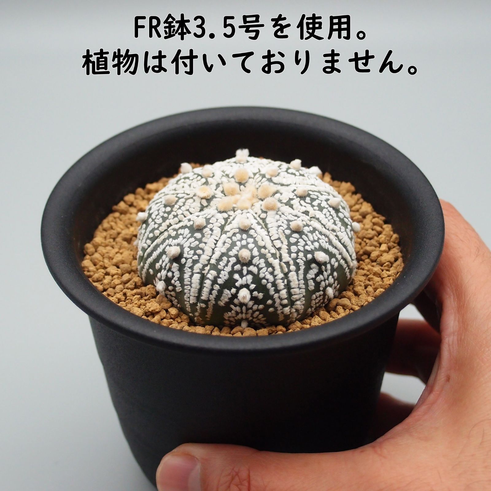 ちい　ラブリーローズ 鉢ごと そのまま メルカリ便 014プラ鉢 - 新品、未使用】FR鉢 3号×12、3.5号×10、4号×5