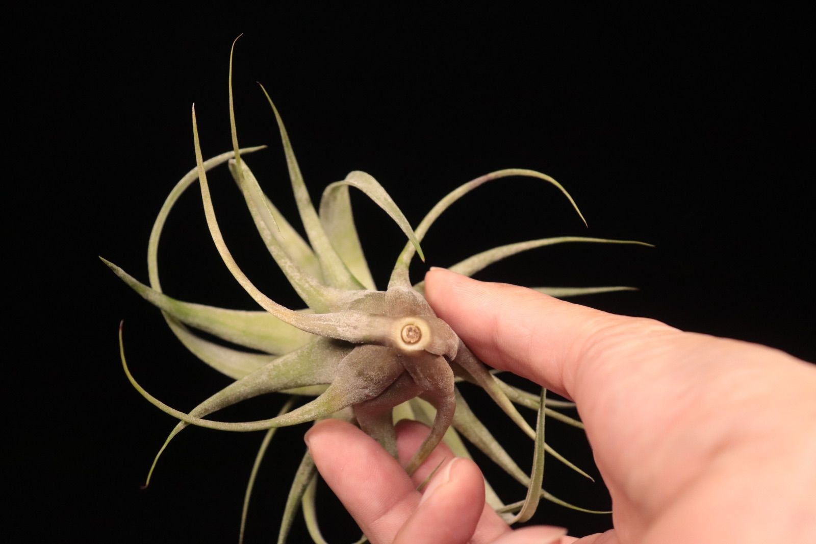 Belieze 〔エアプランツ〕現品発送T5321