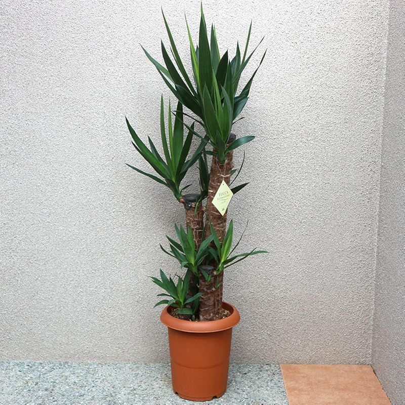 ＩＴＡＮＳＥ ユッカ (青年の木) 観葉植物 大型 8号Lサイズ プラスチック鉢 品種で選べる観葉植物・リビングやオフィス向きサイズ 1個売り 別名 青年の木 幸福の木 成長の木 リュウゼツラン