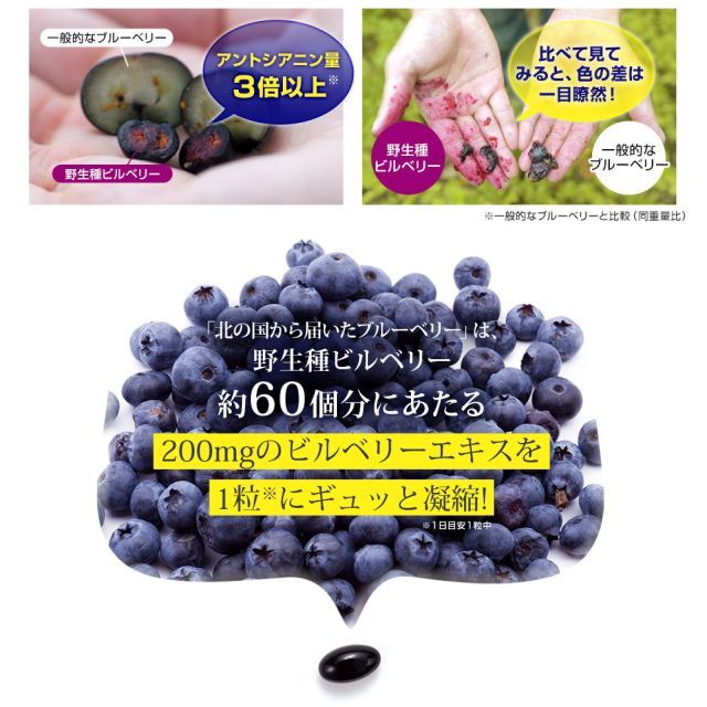 ビルベリー