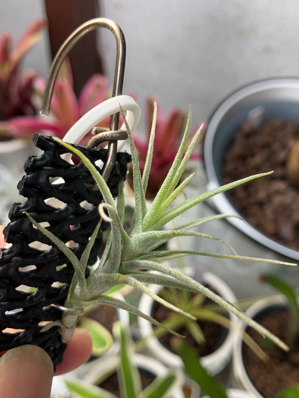 チランジア プルプレア Tillandsia purpurea　キンクマ農園☆T0014