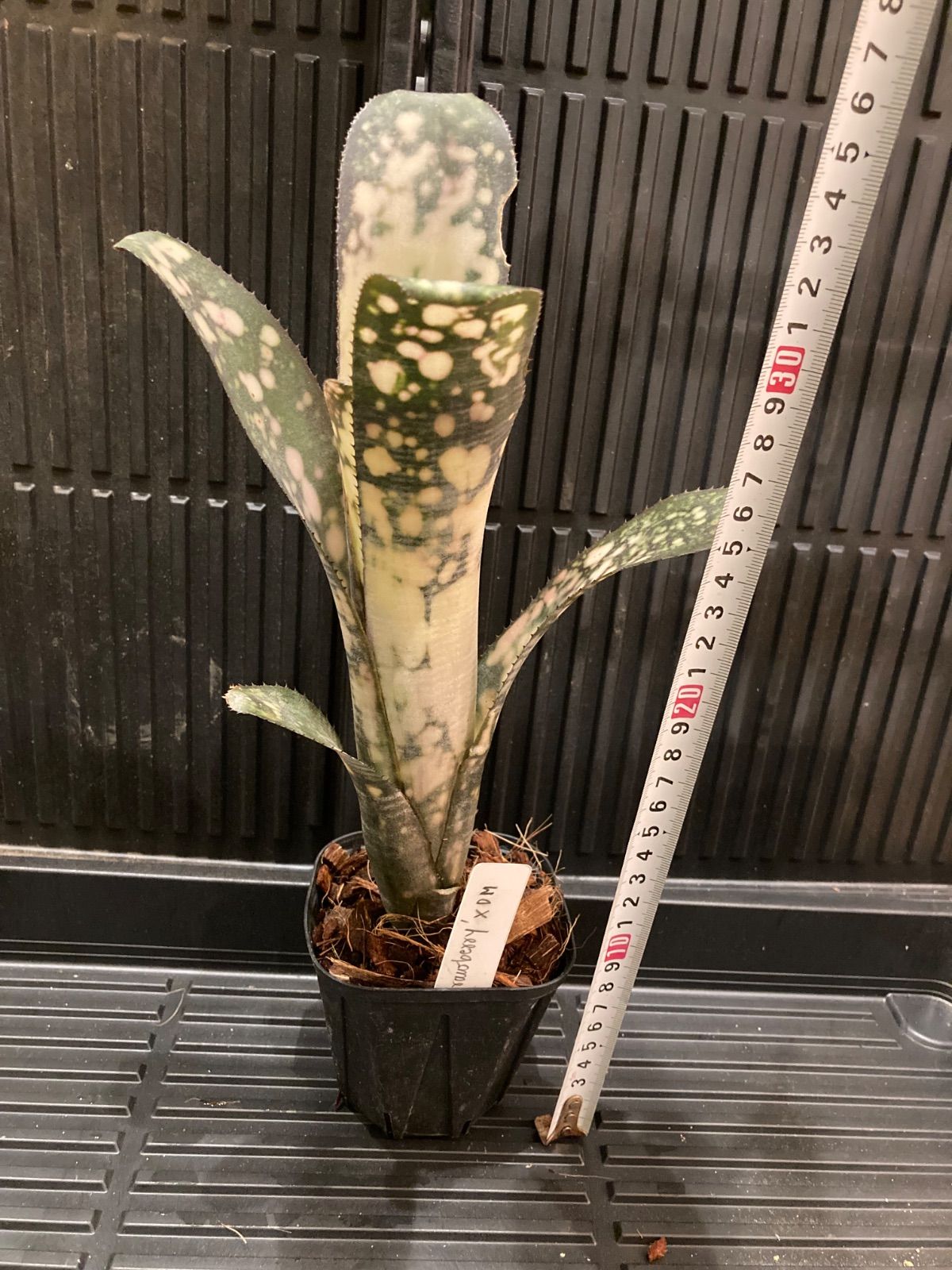 ビルベルギア ストロベリー 子株付き 1