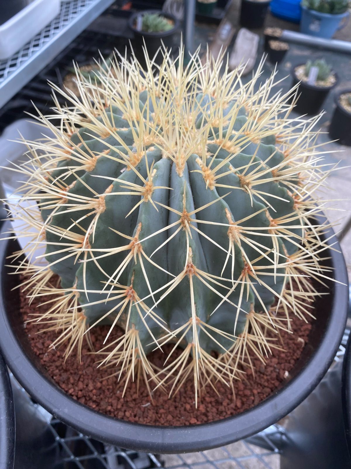 フェロカクタス 王冠竜 8号 厳選品 11