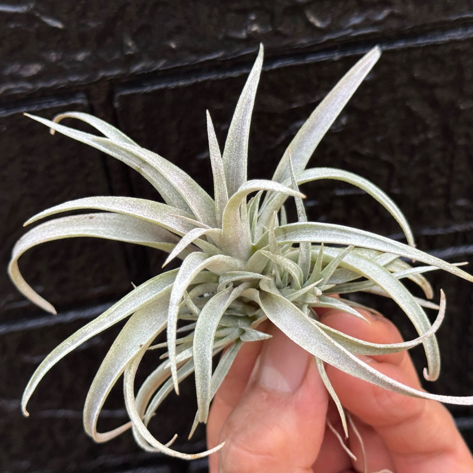 クランプ＊チランジア カピタータ モーブ(モーヴ) Tillandsia capitata