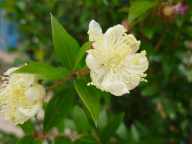 サマーセール開催中！ 苗|苗木 30本セット ギンバイカ 樹高0.5m前後 15cmポット 銀梅花 ぎんばいか マートル生垣 苗木 苗 植木 庭木 生け垣 ka 30本 30 人気商品！