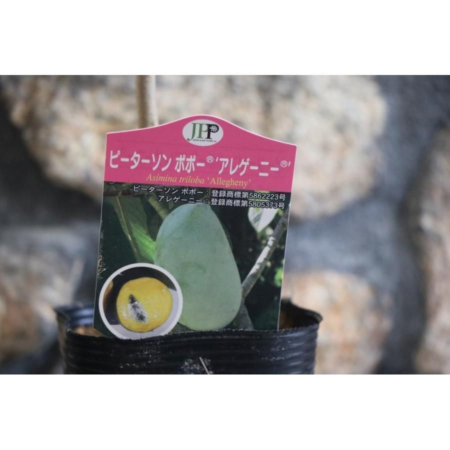 Amazon.co.jp: ポポー アレゲーニー 4号ポット苗 1株販売