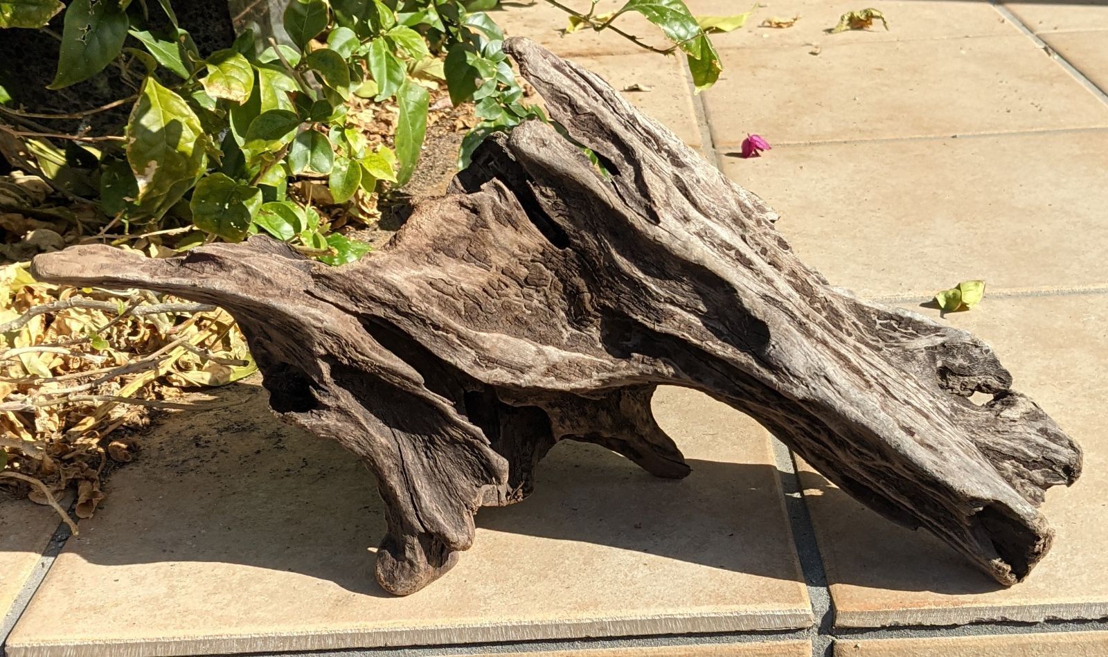 沈水済み中型天然木流木 CN8天然流木【中型】爬虫類等レイアウト用品、アク抜き済（沈水しま