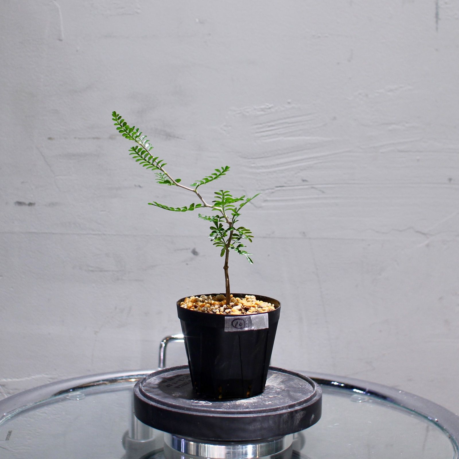 鉢植えのまま発送】オペルクリカリア・パキプス 実生11年株