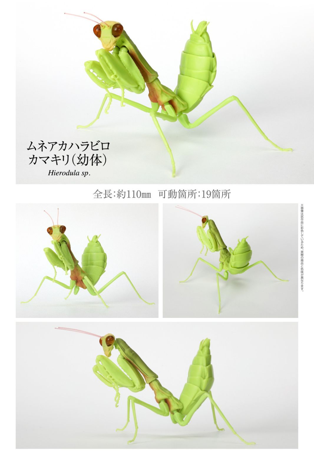 工芸品（カマキリ） バンダイ いきもの大図鑑かまきり04 ムネアカハラビロカマキリ - メルカリ